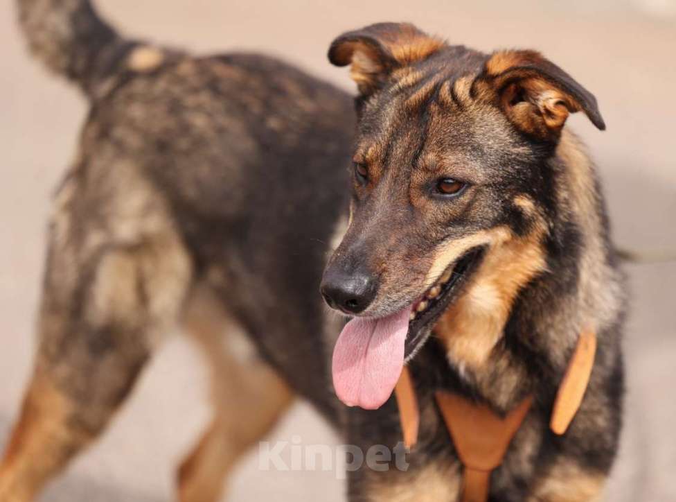 Собаки в Москве: Общительный и ласковый пёс Енисей в добрые руки Мальчик, 1 руб. - фото 2