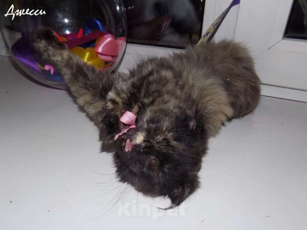 Кошки в Москве: Шотландская вислоухая длинношерстная кошечка, хайленд фолд Девочка, 20 000 руб. - фото 5