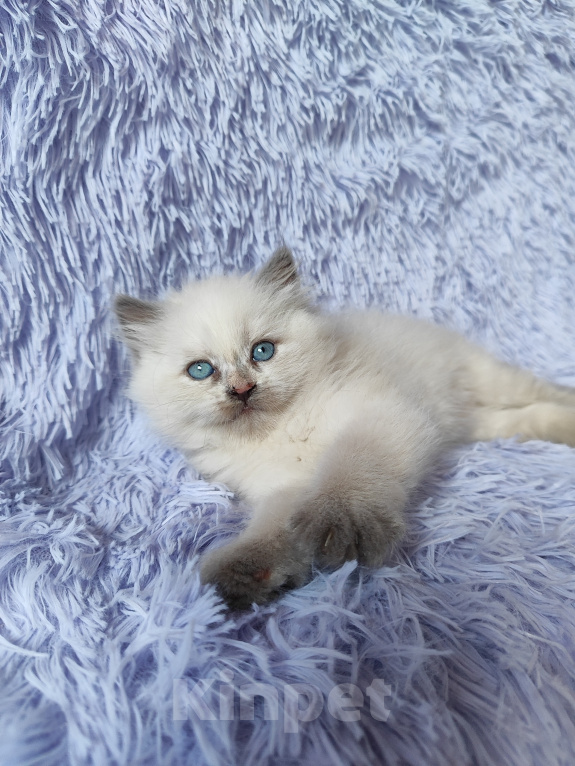 Кошки в Новосибирске: Нежная черепашка Девочка, Бесплатно - фото 1