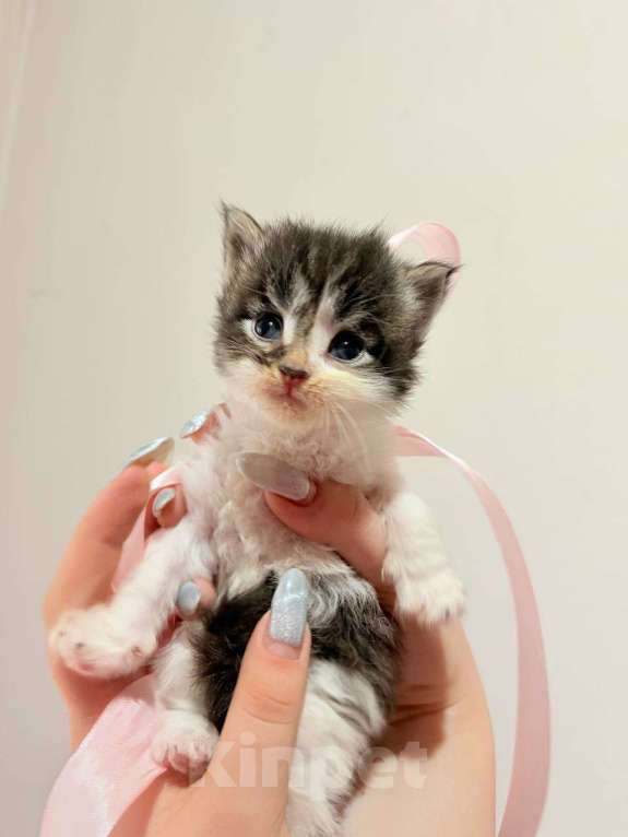 Кошки в Нижнем Новгороде: Котенок Мейн-кун Девочка, Бесплатно - фото 2