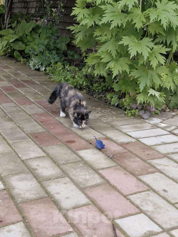 Кошки в других городах Ленинградской области: Черничка Девочка, Бесплатно - фото 3