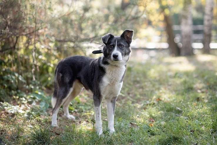 Собаки в Москве: Граф Мальчик, Бесплатно - фото 3