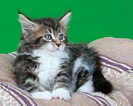 Кошки в Скопине: Котята, 5 000 руб. - фото 10
