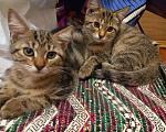 Кошки в Колпашево: Котята, 150 руб. - фото 3