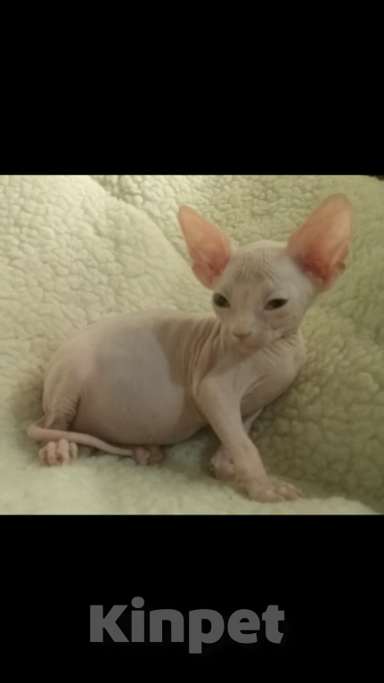 Кошки в Курске: Донской мальчик ДГГ Мальчик, 15 000 руб. - фото 5