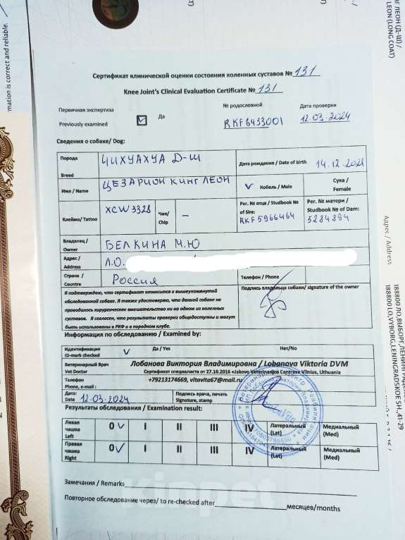 Собаки в Санкт-Петербурге: Жемчужина от Леона чихуахуа шоколадного окраса Девочка, 100 000 руб. - фото 7