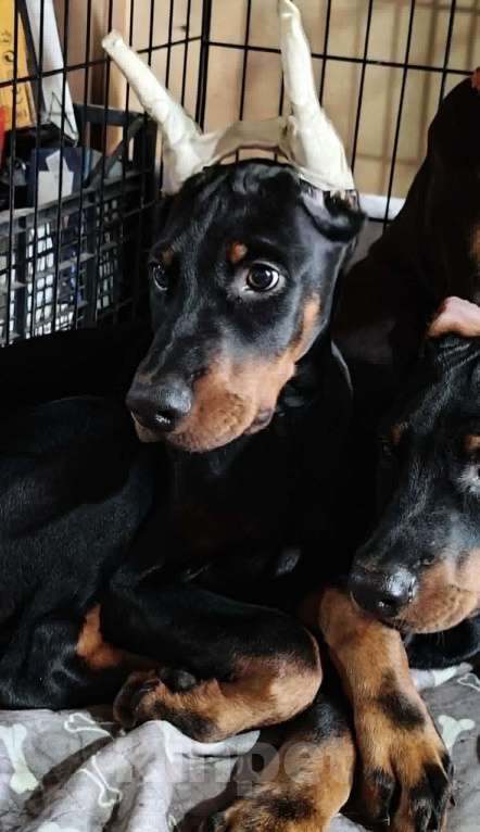 Собаки в Москве: Щенок добермана Мальчик, Бесплатно - фото 4