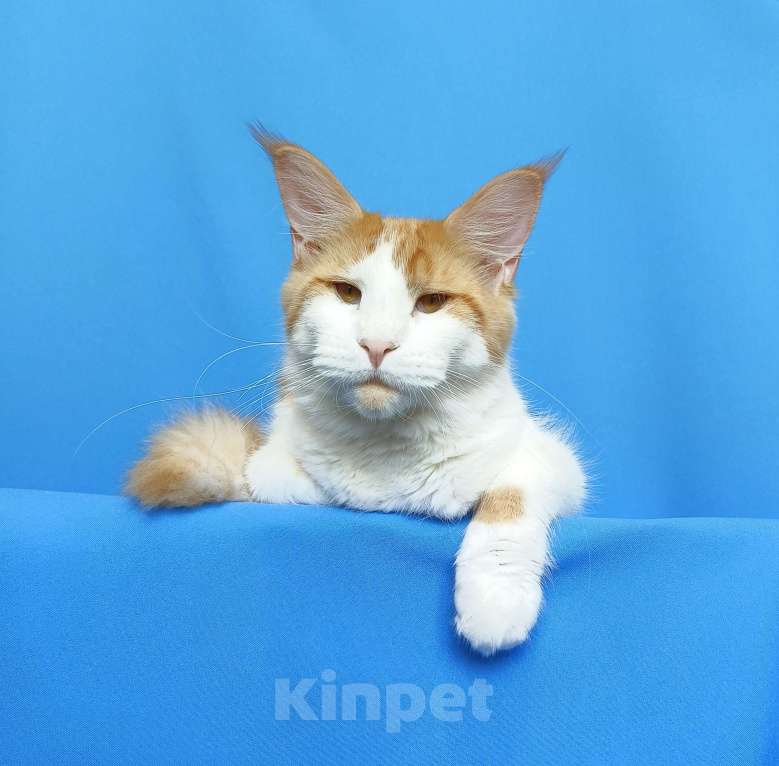 Кошки в Москве: Котёнок Мейн- Кун Девочка Девочка, 35 000 руб. - фото 5