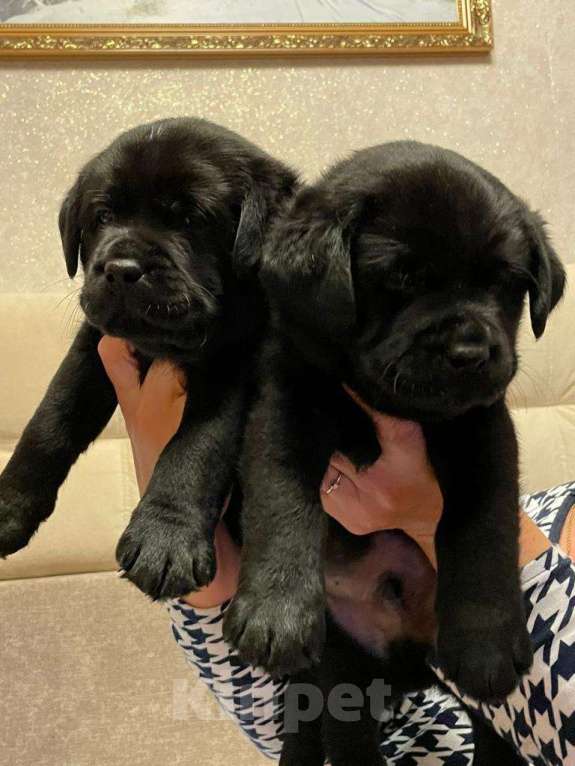 Собаки в Казани: Щенок лабрадора Девочка, 55 000 руб. - фото 2