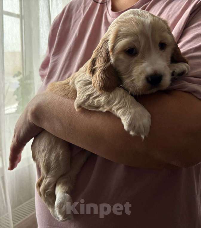 Собаки в Волгограде: Английский кокер-спаниель  Девочка, 15 000 руб. - фото 2