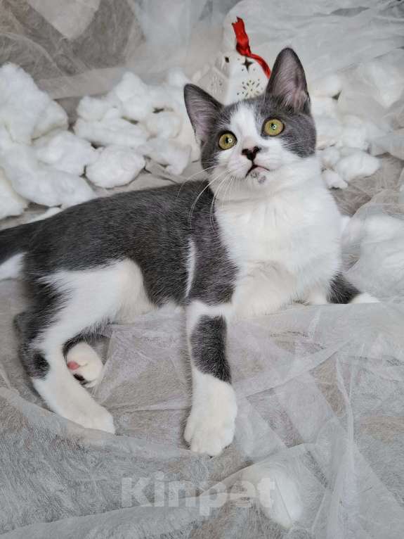 Кошки в Москве: Котёнок с сердечком на носу в добрые руки  Мальчик, Бесплатно - фото 7