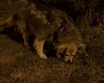 Собаки в Казани: Пропала Шурка Девочка, Бесплатно - фото 2