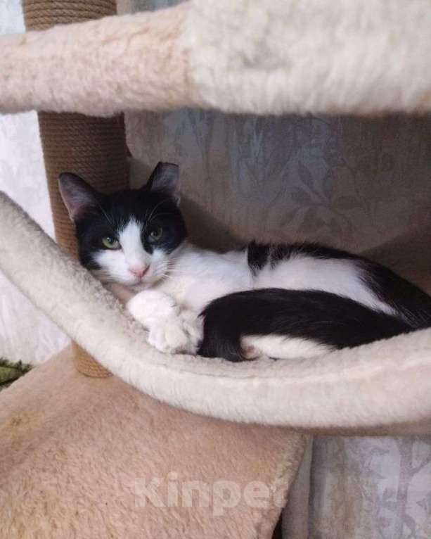 Кошки в Москве: Инопланетный котик Марсик ищет дом  Мальчик, Бесплатно - фото 2