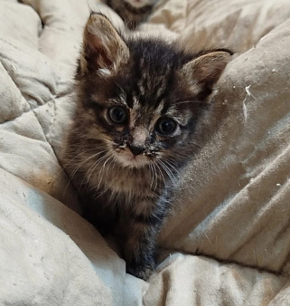 Котенок