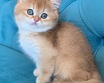 Кошки в Москве: Британский котенок золотая шиншилла Мальчик, 45 000 руб. - фото 6