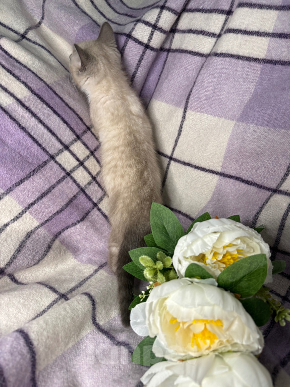 Кошки в Сосновом Бору: Котенок Мия Девочка, 3 500 руб. - фото 4