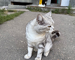 Кошки в Ореховом-Зуево: Спасите кошку Девочка, Бесплатно - фото 5