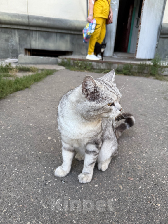 Кошки в Ореховом-Зуево: Спасите кошку Девочка, Бесплатно - фото 5