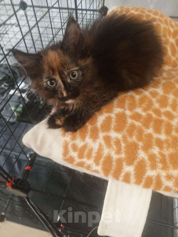 Кошки в Москве: ПОЛНЫЙ РЕЛАКС  Девочка, 25 000 руб. - фото 2