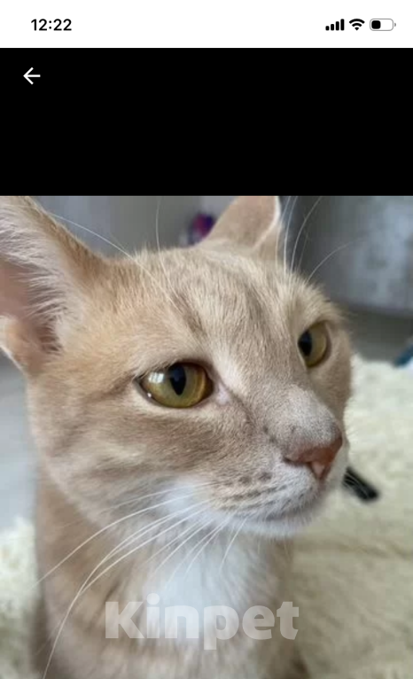 Кошки в Тольятти: Коты в добрые руки Мальчик, 1 руб. - фото 4