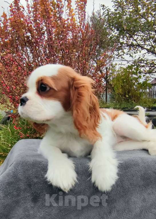 Собаки в Санкт-Петербурге: Красивая девушка Кавалер Кинг Чарльз спаниель  Девочка, 160 000 руб. - фото 3