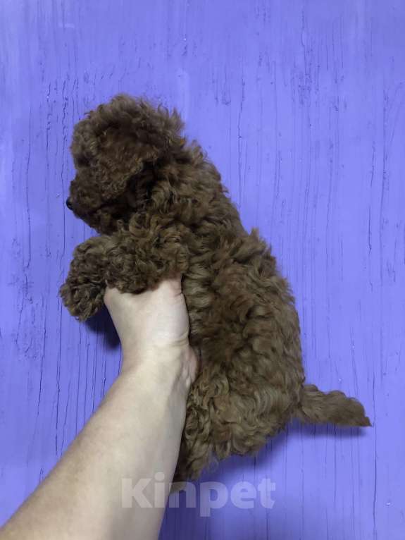 Собаки в других городах Московской области: Пудель Щенок  Мальчик, 55 000 руб. - фото 1