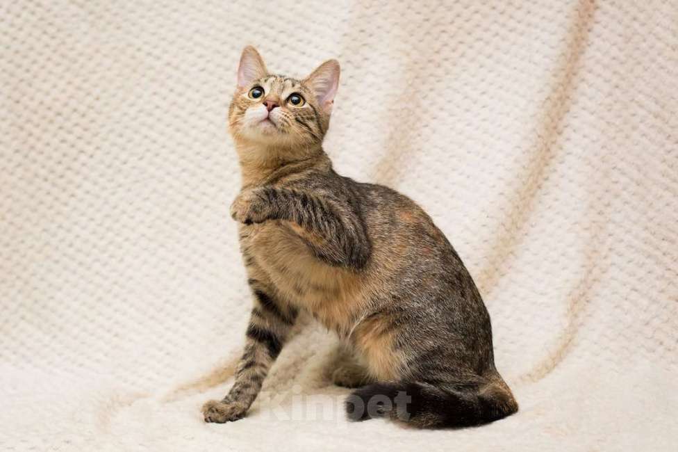 Кошки в Москве: Полосатая трехцветочка котёнок Теюшка в дар Девочка, 1 руб. - фото 2