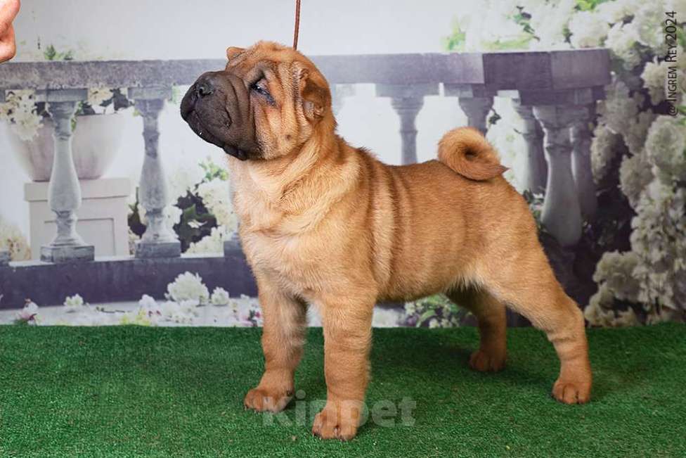 Собаки в Москве: Шикарный щенок шарпея Девочка, 45 000 руб. - фото 3