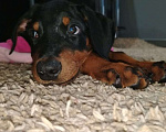 Собаки в Москве: Мальчик добермана черно подпадого окраса . хвостик не купирован. Возрасти 1.5 мес . с документами Мальчик, 35 000 руб. - фото 1