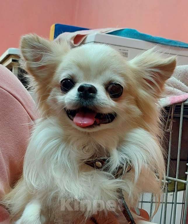 Собаки в Омске: Девочка чихуахуа Девочка, Бесплатно - фото 9