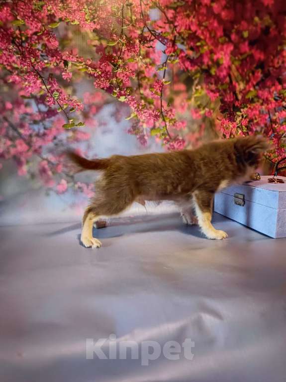 Собаки в Москве: Лиловый Мишутка Мальчик, 65 000 руб. - фото 3