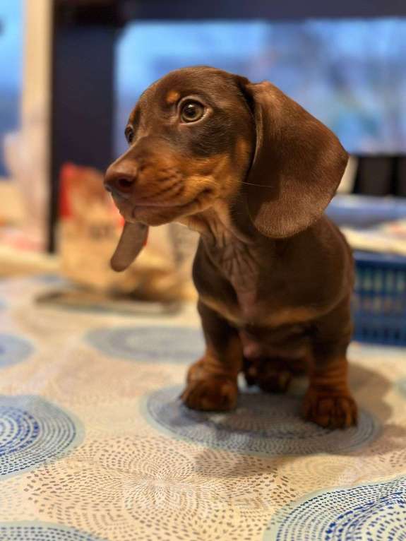 Собаки в Москве: Мальчик РКФ Мальчик, 40 000 руб. - фото 5