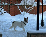 Собаки в Москве: Прелестная собачка Лиза в добрые руки Девочка, Бесплатно - фото 6