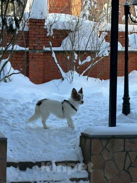 Собаки в Москве: Прелестная собачка Лиза в добрые руки Девочка, Бесплатно - фото 6