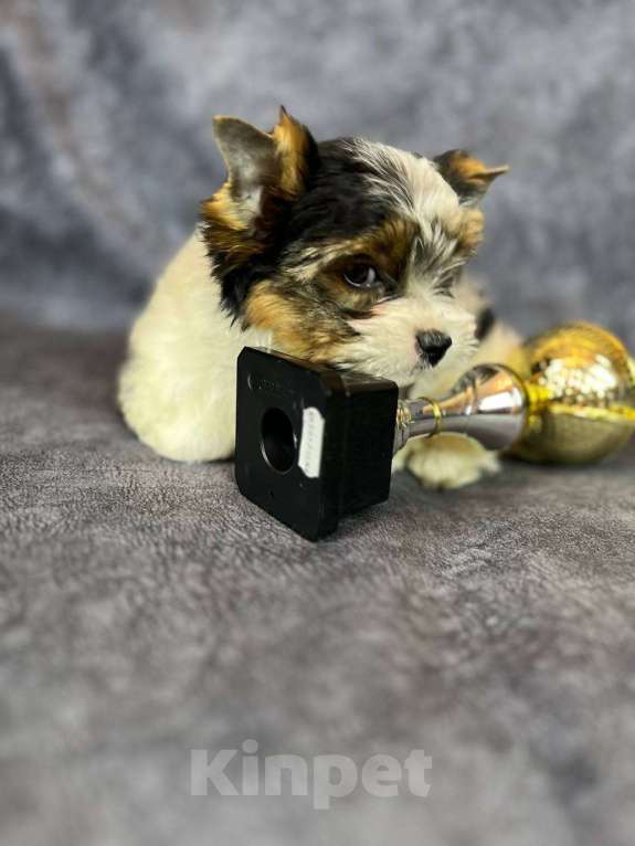 Собаки в Вологде: Очень милый щенок бивер терьера Тайлер (Тай). Перспективный для выставок и разведения.   Мальчик, 90 000 руб. - фото 3