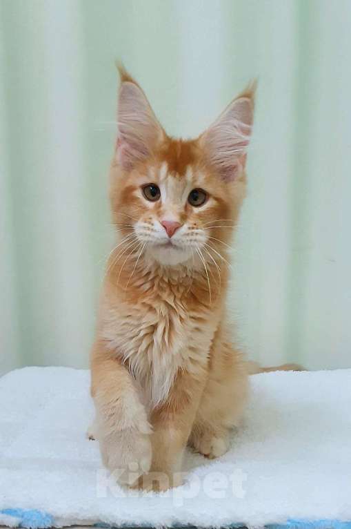 Кошки в Нижнем Новгороде: Котята мейн-кун,  рыжий кот Мальчик, Бесплатно - фото 4