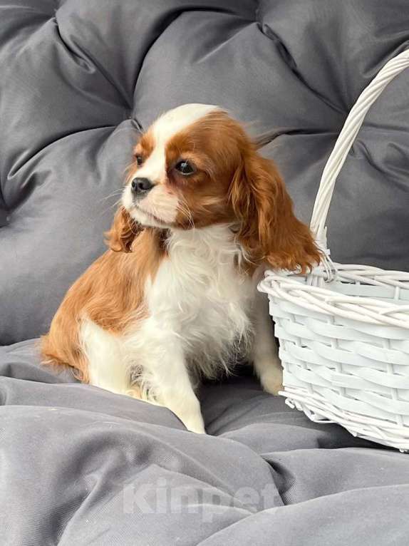 Собаки в Санкт-Петербурге: БЕСТ ИЛРЕАН ЛУКЕРЬЯ Девочка, 160 000 руб. - фото 6