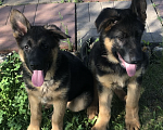 Собаки в других городах Московской области: Щенки немецкой овчарки Девочка, 17 000 руб. - фото 3
