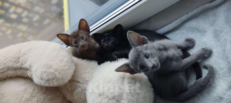 Кошки в Москве: Ориентальная девочка Девочка, 65 000 руб. - фото 5