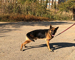 Собаки в Элисте: Немецкая овчарка, 13 000 руб. - фото 4