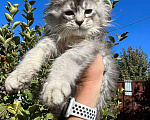 Кошки в Волгодонске: Котёнок Мейн-кун Мальчик, 60 000 руб. - фото 2