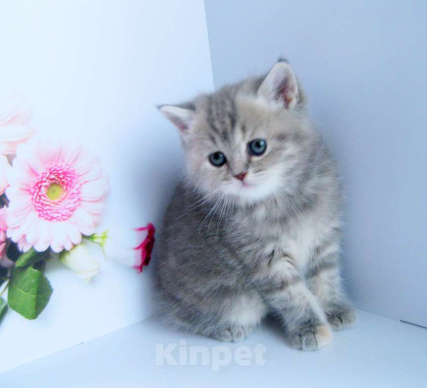 Кошки в Ставрополе: Шотландская девочка Девочка, 15 000 руб. - фото 4