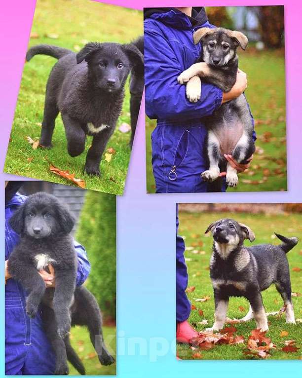 Собаки в Москве: Чудесные домашние щенки мальчик и девочки в добрые руки Девочка, 10 руб. - фото 2