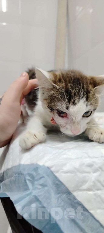 Кошки в Москве: Лапка. Лапочка. Лапушка. Девочка, Бесплатно - фото 10