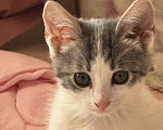 Кошки в Севастополе: Котенок ищет дом Девочка, Бесплатно - фото 3