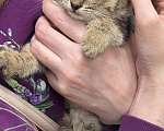 Кошки в Химках: Котенок Девочка, Бесплатно - фото 6