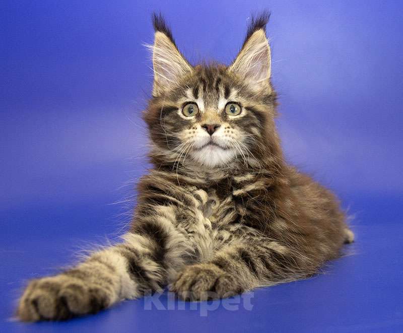 Кошки в Москве: Мейн кун котенок Девочка, Бесплатно - фото 3