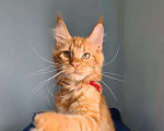 Кошки в Самаре: Котёнок породы Мейн-кун MCO female Lolanta, color d Девочка, 40 000 руб. - фото 2