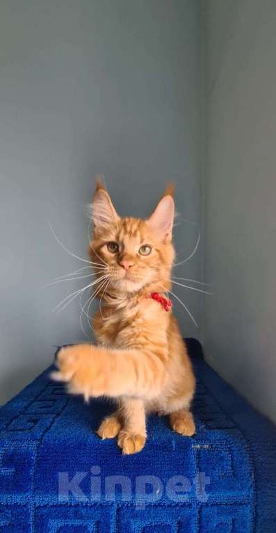 Кошки в Самаре: Котёнок породы Мейн-кун MCO female Lolanta, color d Девочка, 40 000 руб. - фото 2