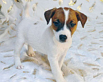 Собаки в других городах Московской области: мальчик Парсон Рассел терьера Мальчик, 45 000 руб. - фото 2